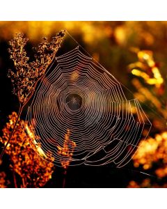 Cobweb Morning Light Computer Printed Photography Backdrop ABD-182