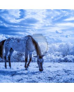 Christms Animal Snow Computer Printed Photography Backdrop ABD-565