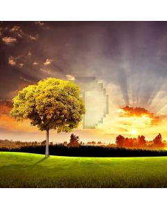 Tree Sunlight Grassland Computer Printed Photography Backdrop ABD-776