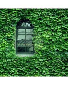 Leaves Window Computer Printed Photography Backdrop ABD-786