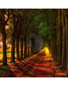 Lush Forest Road Computer Printed Photography Backdrop ABD-830