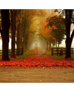 Lush Forest Fence Road Computer Printed Photography Backdrop ABD-836