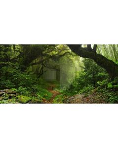 primeval forest Computer Printed Dance Recital Scenic Backdrop ACP-416