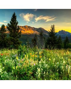 Tree Sunset Grass Flower Computer Printed Photography Backdrop AUT-100