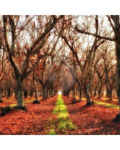 Tree Road Computer Printed Photography Backdrop AUT-768