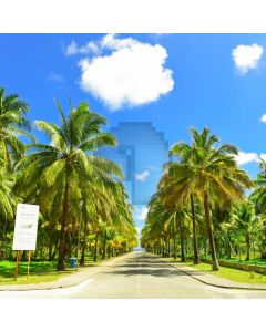 Tree Cloud Computer Printed Photography Backdrop AUT-790