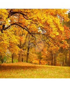 Autumn Forest Computer Printed Photography Backdrop CM-6771