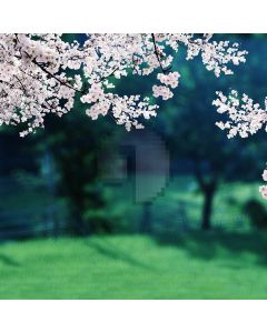 Cute Sakura Computer Printed Photography Backdrop CM-6837