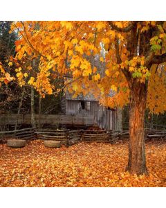 Fallen Leaves  Computer Printed Photography Backdrop DGX-207