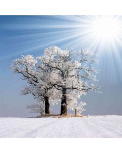 Covered With Snow  Computer Printed Photography Backdrop DGX-366