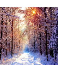 After Snowfall Woods Computer Printed Photography Backdrop DGX-47