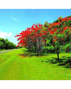 The Breath Of Spring Computer Printed Photography Backdrop DT-12-75