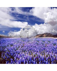 Boundless Flowers Computer Printed Photography Backdrop DT-LP-0158