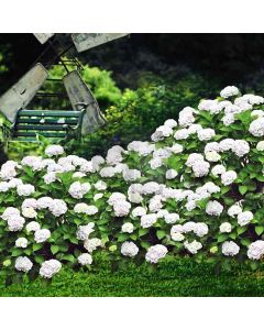Beautiful Flowers  Computer Printed Photography Backdrop DT-LP-0210