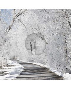 Road Tree Gray Snow Computer Printed Photography Backdrop DTU-112