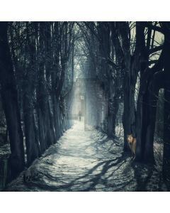 Road Tree Dark Computer Printed Photography Backdrop DTU-208