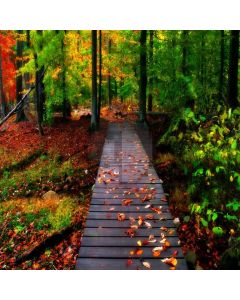 Road Forest Fallen Leaves Computer Printed Photography Backdrop DTU-660