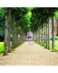 Road Tree Snd Grass Door Computer Printed Photography Backdrop HXB-283
