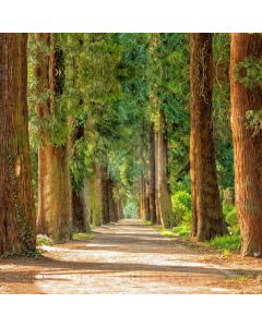 Forest Road Grass Sunshine Computer Printed Photography Backdrop HXB-288