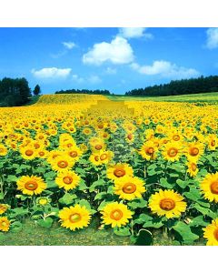 Sunflower Field Computer Printed Photography Backdrop HY-CM-0049