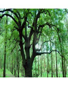 Quiet Forest Computer Printed Photography Backdrop LMG-013