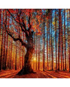 Autumn Forest Computer Printed Photography Backdrop LMG-022