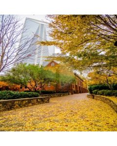 Street With Leaves Computer Printed Photography Backdrop LMG-101