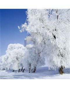 Snowy Trees Computer Printed Photography Backdrop LMG-171