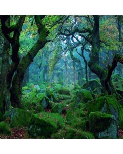 Tranquil Forest Computer Printed Photography Backdrop LMG-398