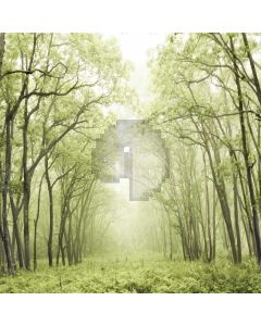 Tree Grass Sunshine Computer Printed Photography Backdrop LMG-694