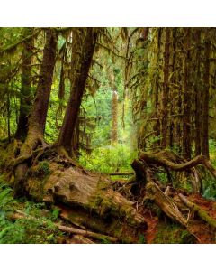 Tree Grass Peaceful Computer Printed Photography Backdrop LMG-735