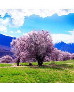 Sky Cherry Flower Grass Computer Printed Photography Backdrop MSL-244