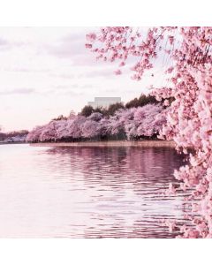 Flower River Pedestrian Computer Printed Photography Backdrop MSL-291