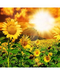 Sunflower Sunlight Valley Computer Printed Photography Backdrop MSL-339