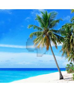 Seasides Palm Tree Vast Sky Computer Printed Photography Backdrop MSL-352