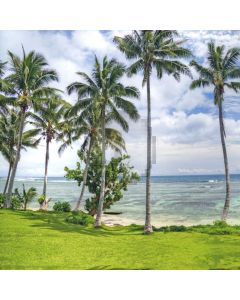 Green Palm Tree Sea Grassland Computer Printed Photography Backdrop MSL-371