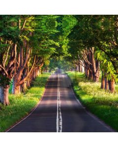 Motorway Grass Giant Tree Computer Printed Photography Backdrop MSL-378