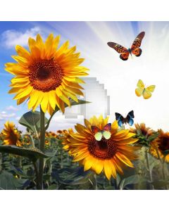 Sunflower Butterfly Sunlight Computer Printed Photography Backdrop MSL-424