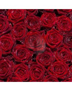 Roses Wall Computer Printed Photography Backdrop S-1801