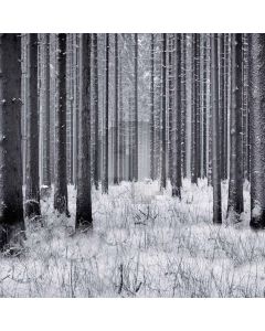 Snowy Forest Computer Printed Photography Backdrop S-1831