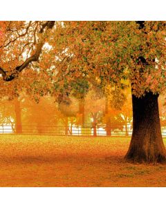 Autumn Tree Computer Printed Photography Backdrop S-1979