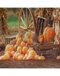 Pumpkins Computer Printed Photography Backdrop S-1989