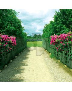 Beauty Countryside  Computer Printed Photography Backdrop S-281