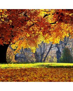 Thick Fallen Leaves Computer Printed Photography Backdrop S-401