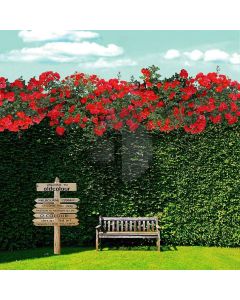 Creative Signpost Computer Printed Photography Backdrop S-489
