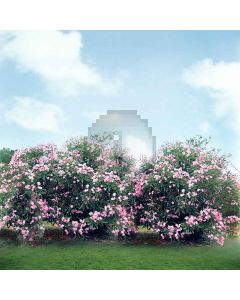 Spring Coming  Computer Printed Photography Backdrop S-511