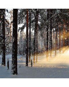 Winter Setting Sun Computer Printed Photography Backdrop XLX-052