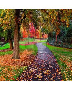 Beautiful Path Computer Printed Photography Backdrop XLX-092