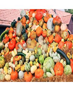 Various Pumpkins Computer Printed Photography Backdrop XLX-110