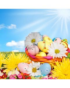 Cute Eggs Computer Printed Photography Backdrop XLX-233